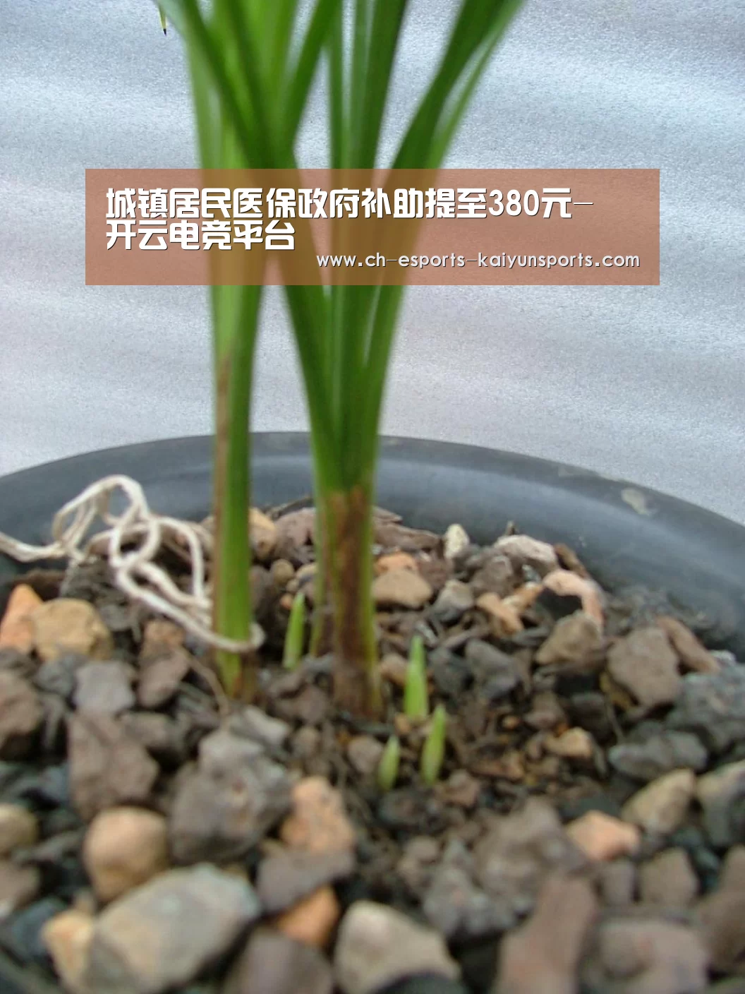  开云电竞官网